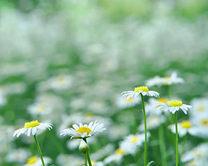 【清明节】清明将至，传统风俗提前知