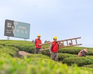 小小电费单折射春耕智慧之变
